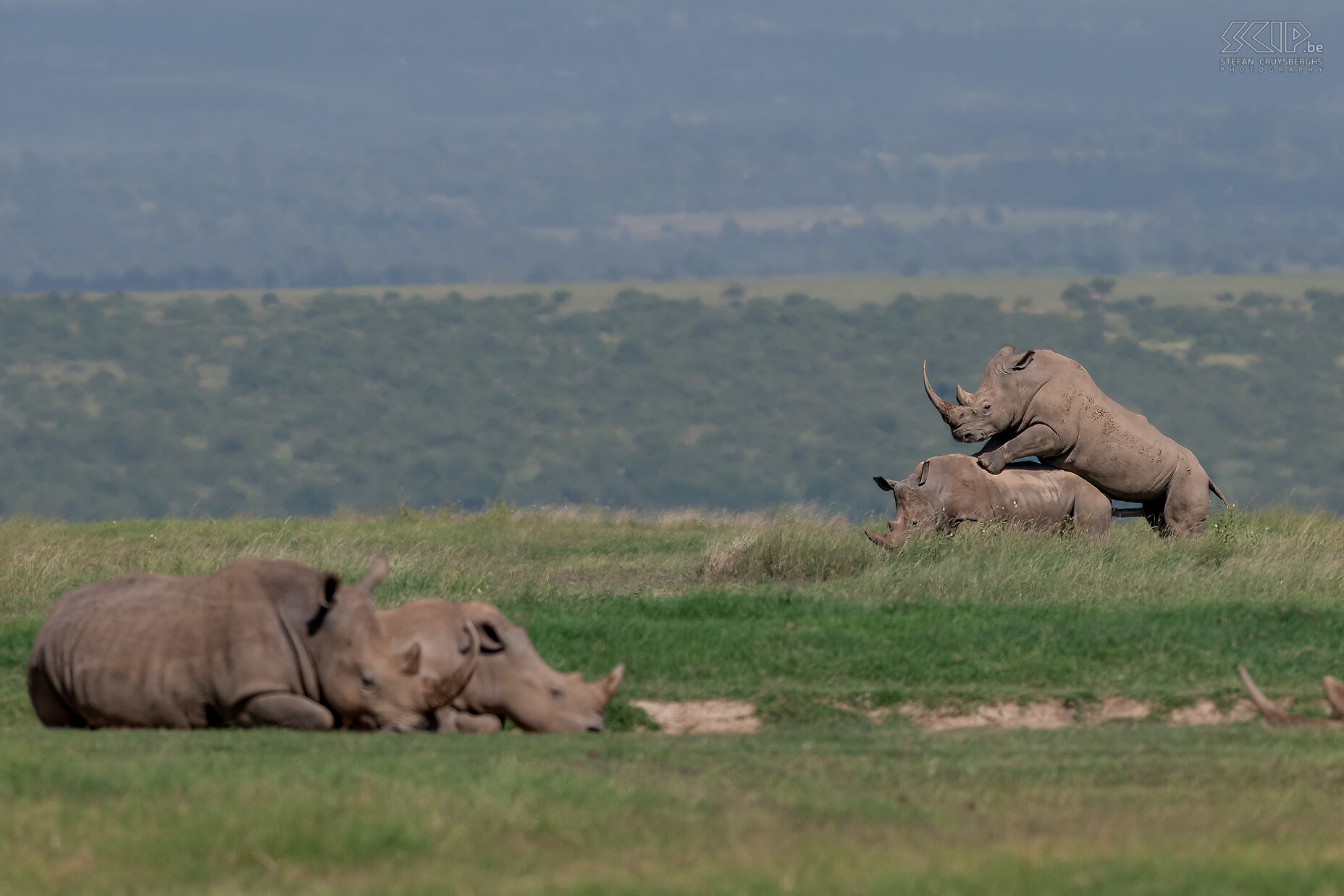 Solio - Mating white rhinos In Solio we were also able to spot mating white rhinos. Very impressive to see these impressive animals in action. Stefan Cruysberghs